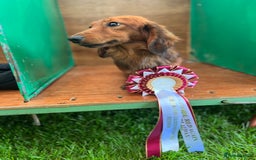 Miniature Dachshund dogs for stud: Miniature long hair(crufts qualified for life) in Bridge of Weir - Image 10