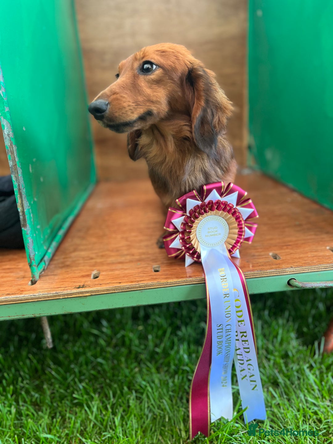 Miniature Dachshund dogs for stud: Miniature long hair(crufts qualified for life) in Bridge of Weir - Image 10