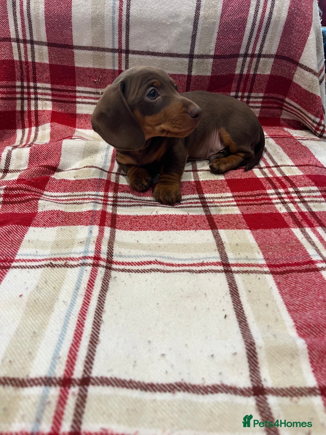 Miniature Dachshund dogs for sale: Miniature Dachshund puppies for sale - Advert 16