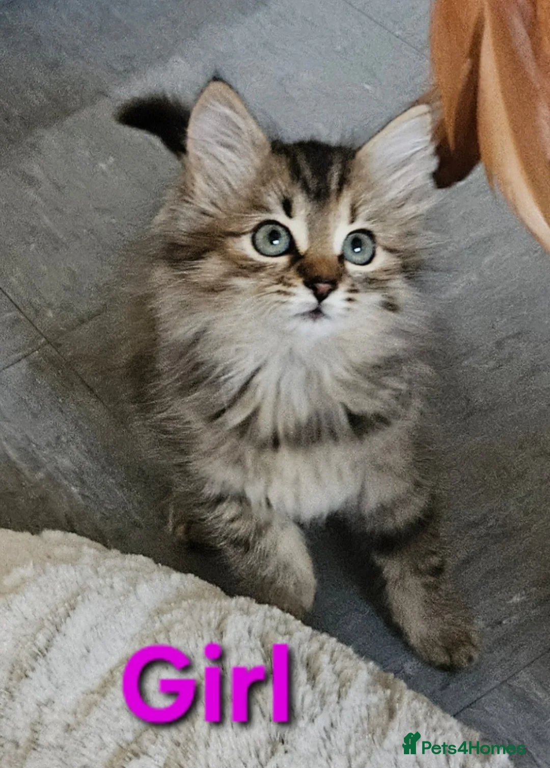 Maine Coon cats for sale: Female Mainecoon X kitten  - Advert 1