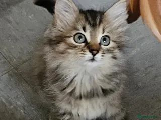 Maine Coon cats Female Mainecoon X kitten - Advert 1