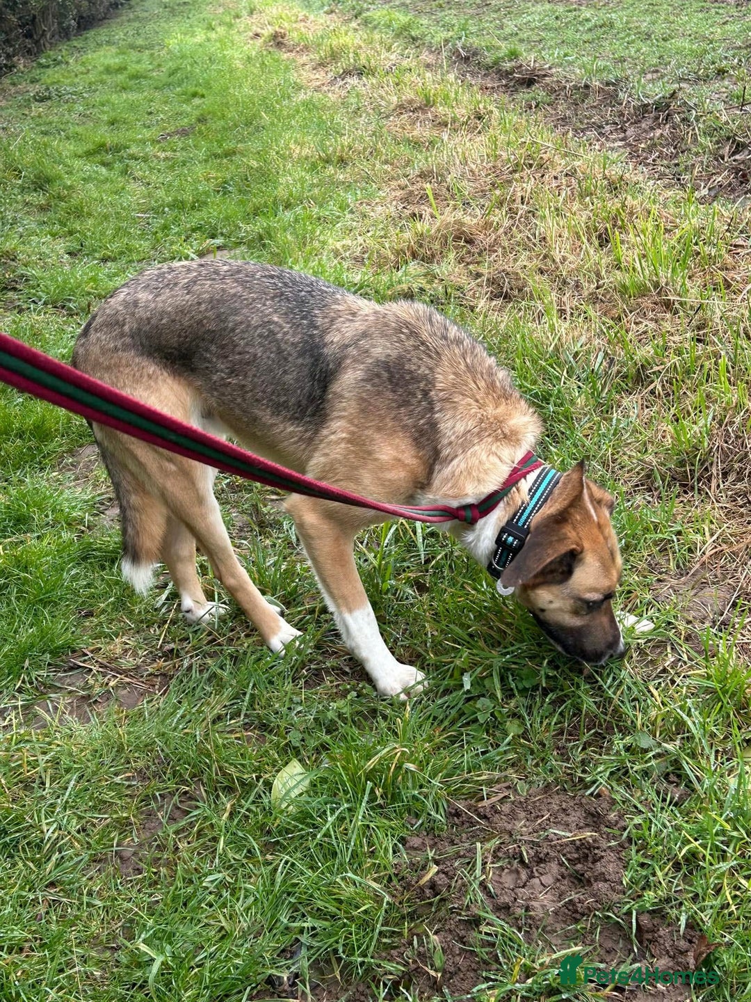 Mixed Breed dogs for adoption: Teddy - Norwich Norfolk  in Norwich - Image 4