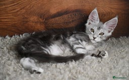 Maine Coon cats for sale: 👑 6 Majestic, health tested Kittens- TICA reg 🧬 - Image 10