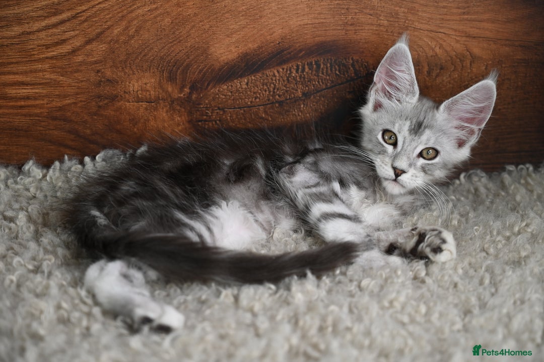Maine Coon cats for sale: 👑 6 Majestic, health tested Kittens- TICA reg 🧬 - Image 10