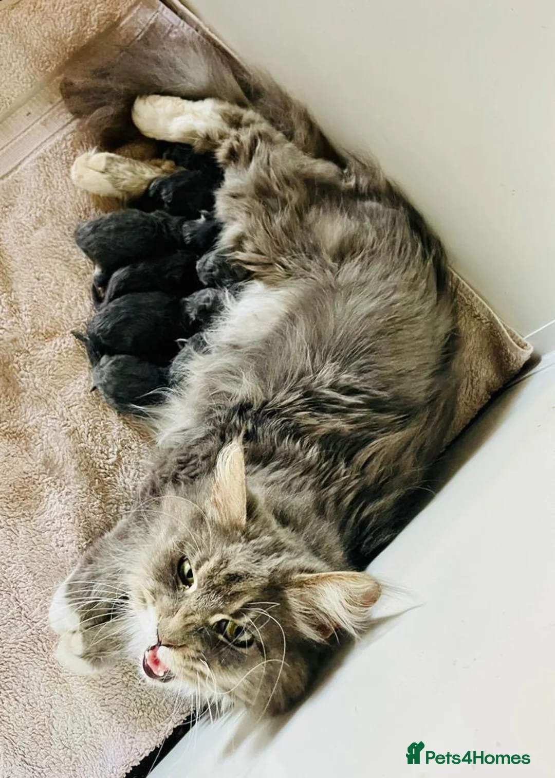 Maine Coon cats for sale: Maine coon kittens  - Advert 2