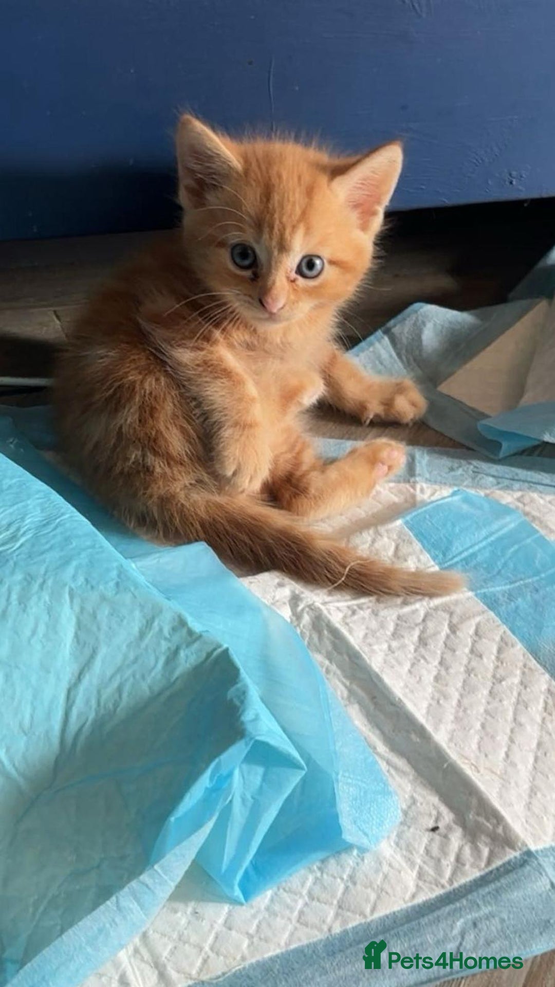Mixed Breed cats for sale: kittens for sale - Image 3