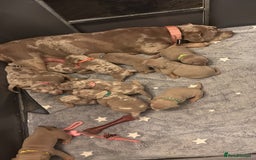 American Bully dogs for sale: ABKC Pocket Bully’s  - Image 3