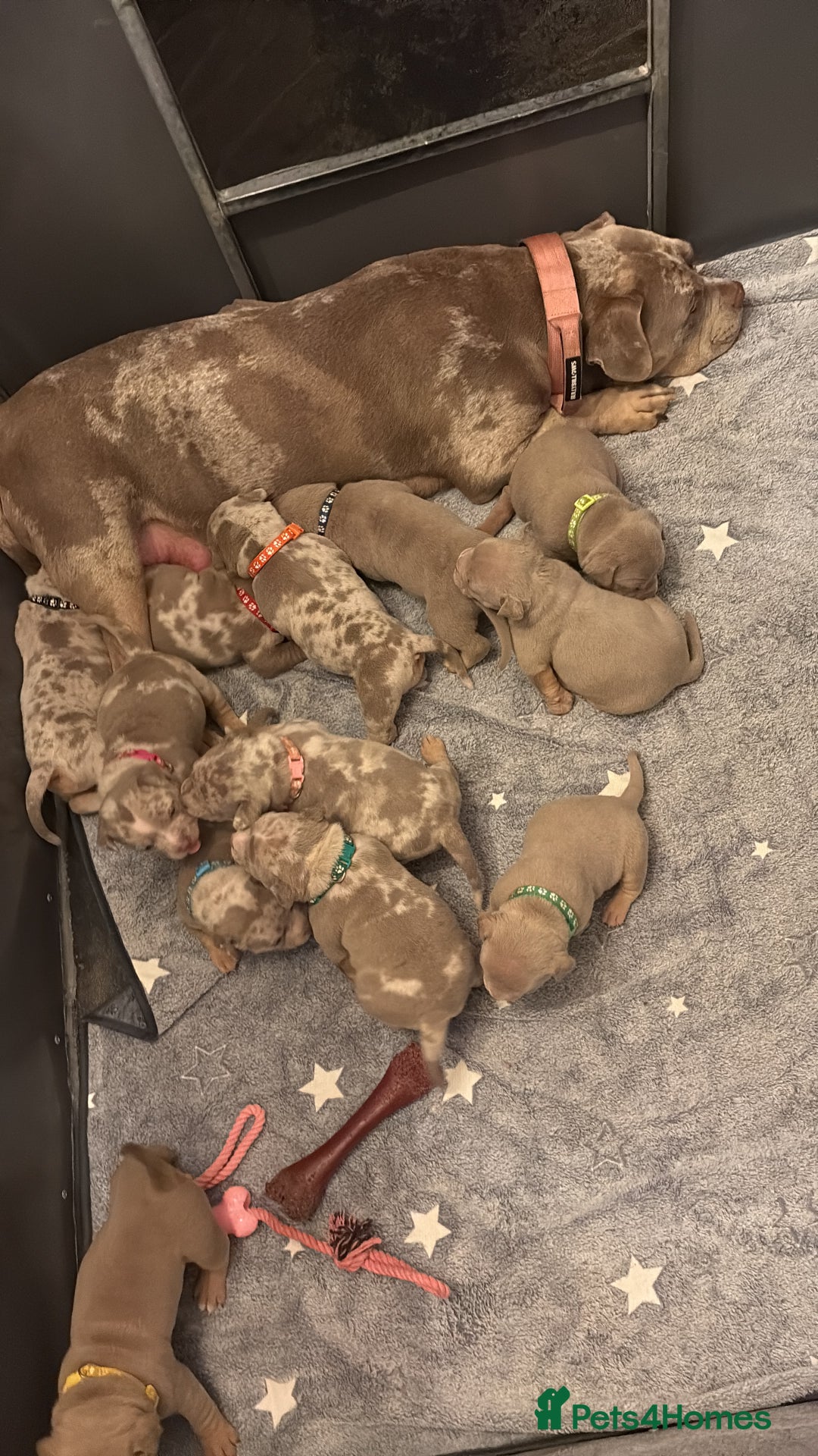 American Bully dogs for sale: ABKC Pocket Bully’s  - Image 3