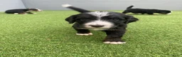 Bernedoodle dogs for sale: Beautiful Tri colour bernedoodle puppies  - Advert 24