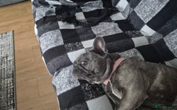 French Bulldog dogs for sale: Female frenchie (18 months old ) - Image 8