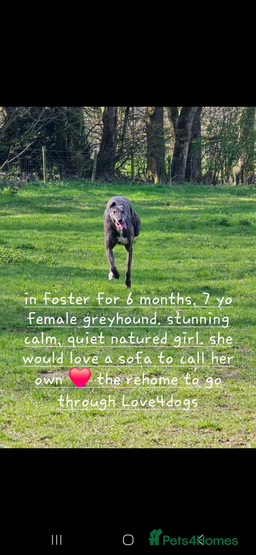Greyhound dogs for sale: Greyhound female in foster - Advert 12