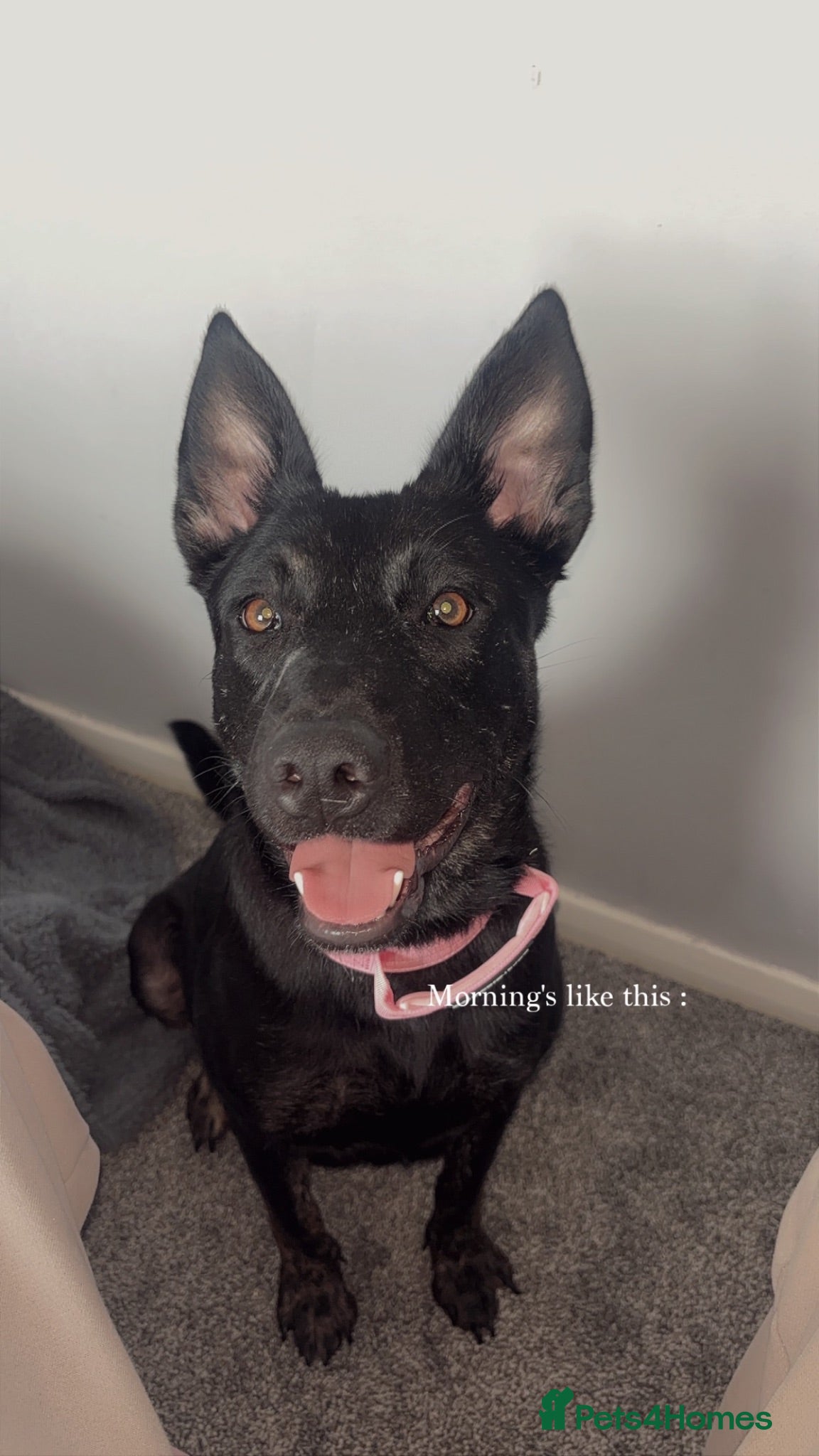 Mixed Breed dogs Maliweiler  - Advert 5