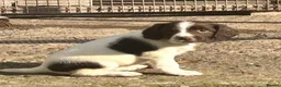 English Springer Spaniel dogs for sale: Stunning KC Registered ESS from working stock - Advert 6