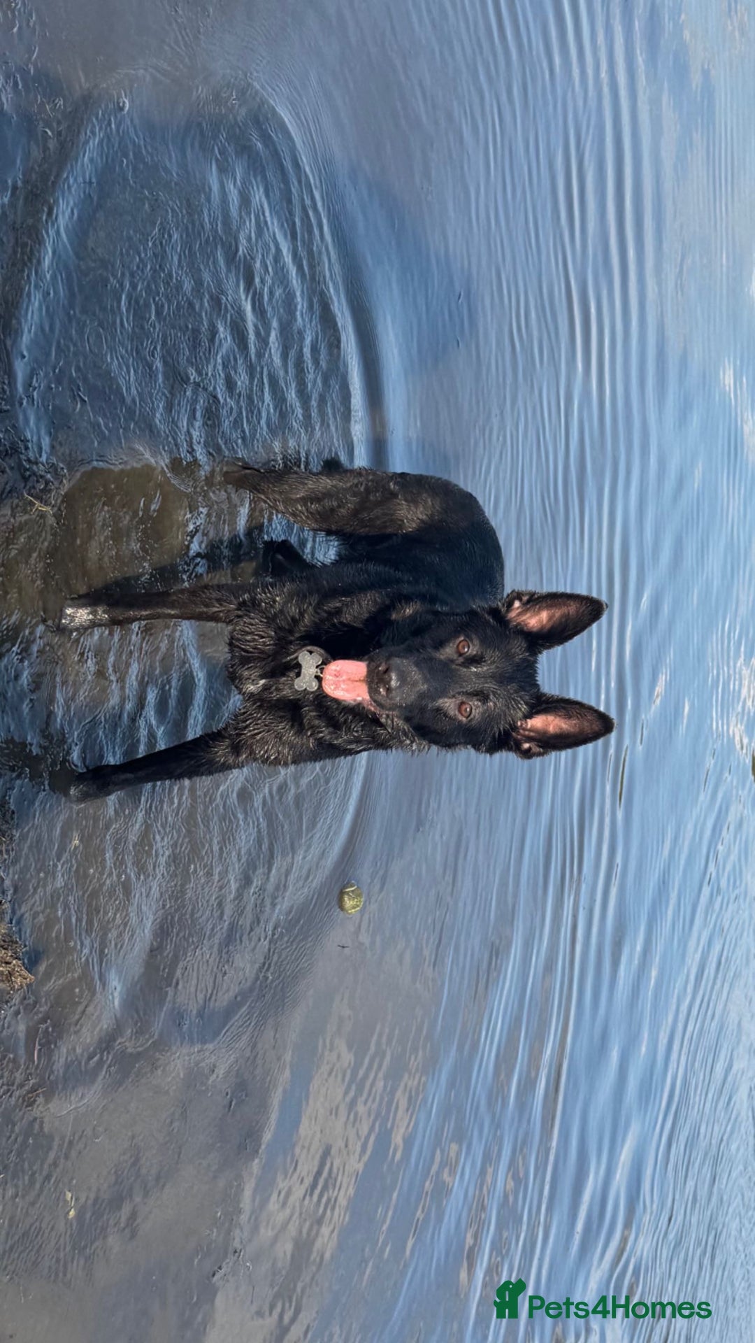 Mixed Breed dogs for sale: German shepherd x border collie - Image 12