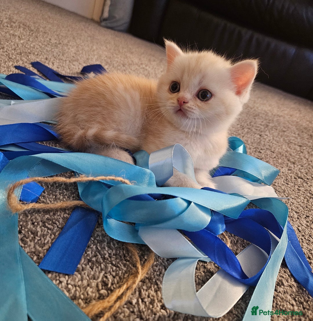 Scottish Fold cats for sale: Adorable Scottish fold Straight Ears Kittens  - Image 22