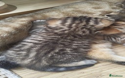 Scottish Fold cats for sale: Scottish Fold kittens -waiting list NOW OPEN! 😻 - Image 7