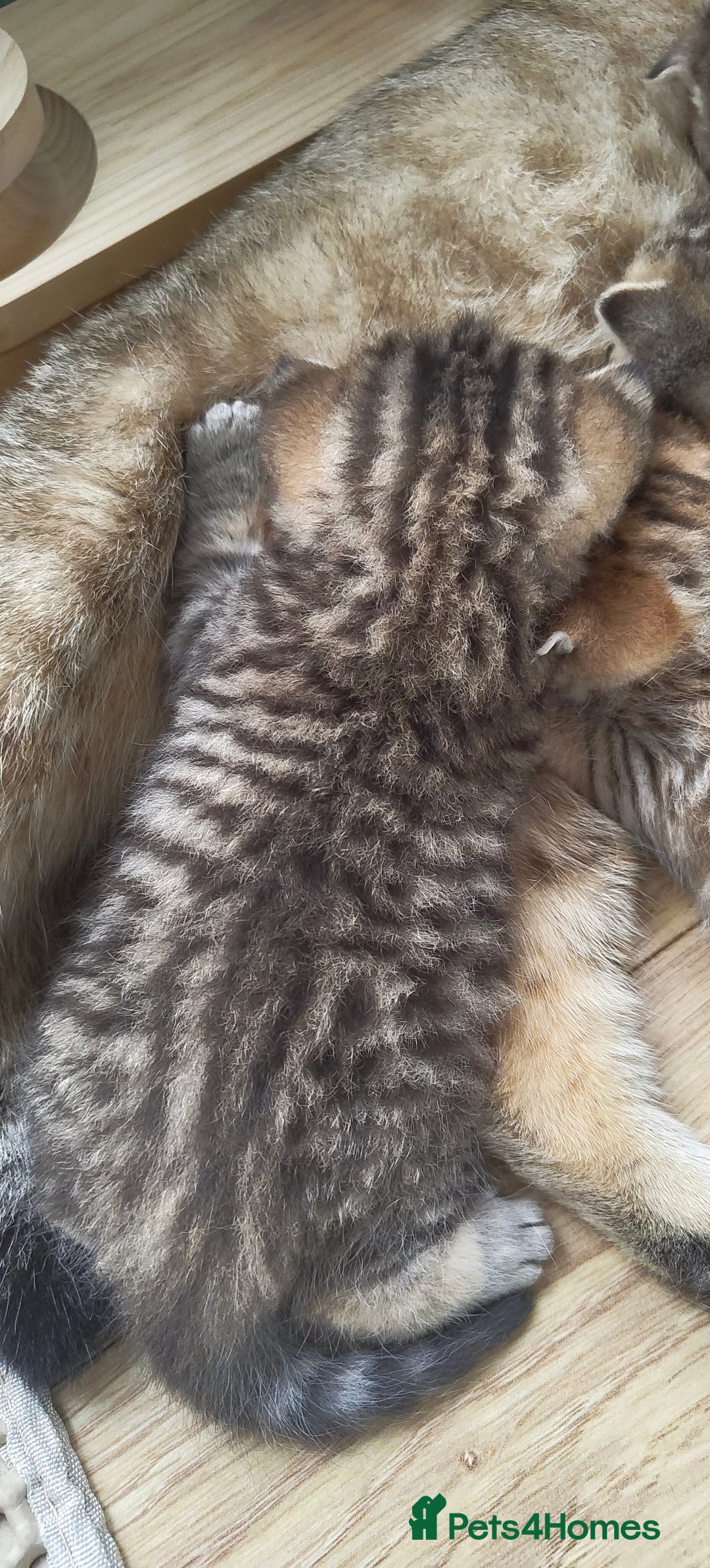 Scottish Fold cats for sale: Scottish Fold kittens -waiting list NOW OPEN! 😻 - Image 7