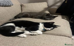 Domestic Shorthair cats for sale: 2 male cats. 16 months old brothers - Image 1