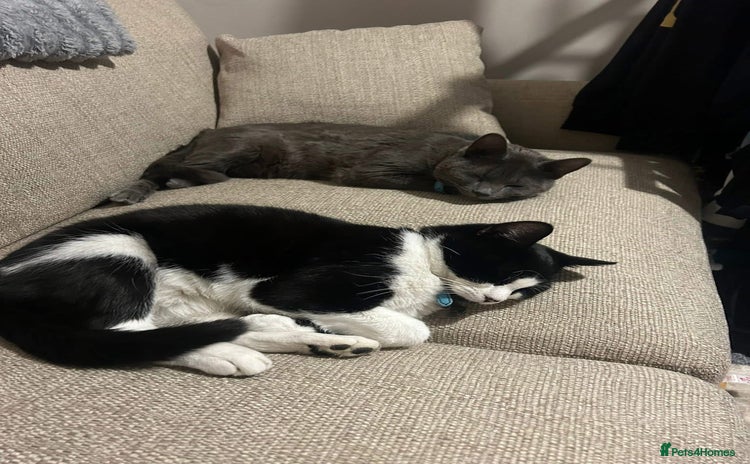 Domestic Shorthair cats - Advert 3