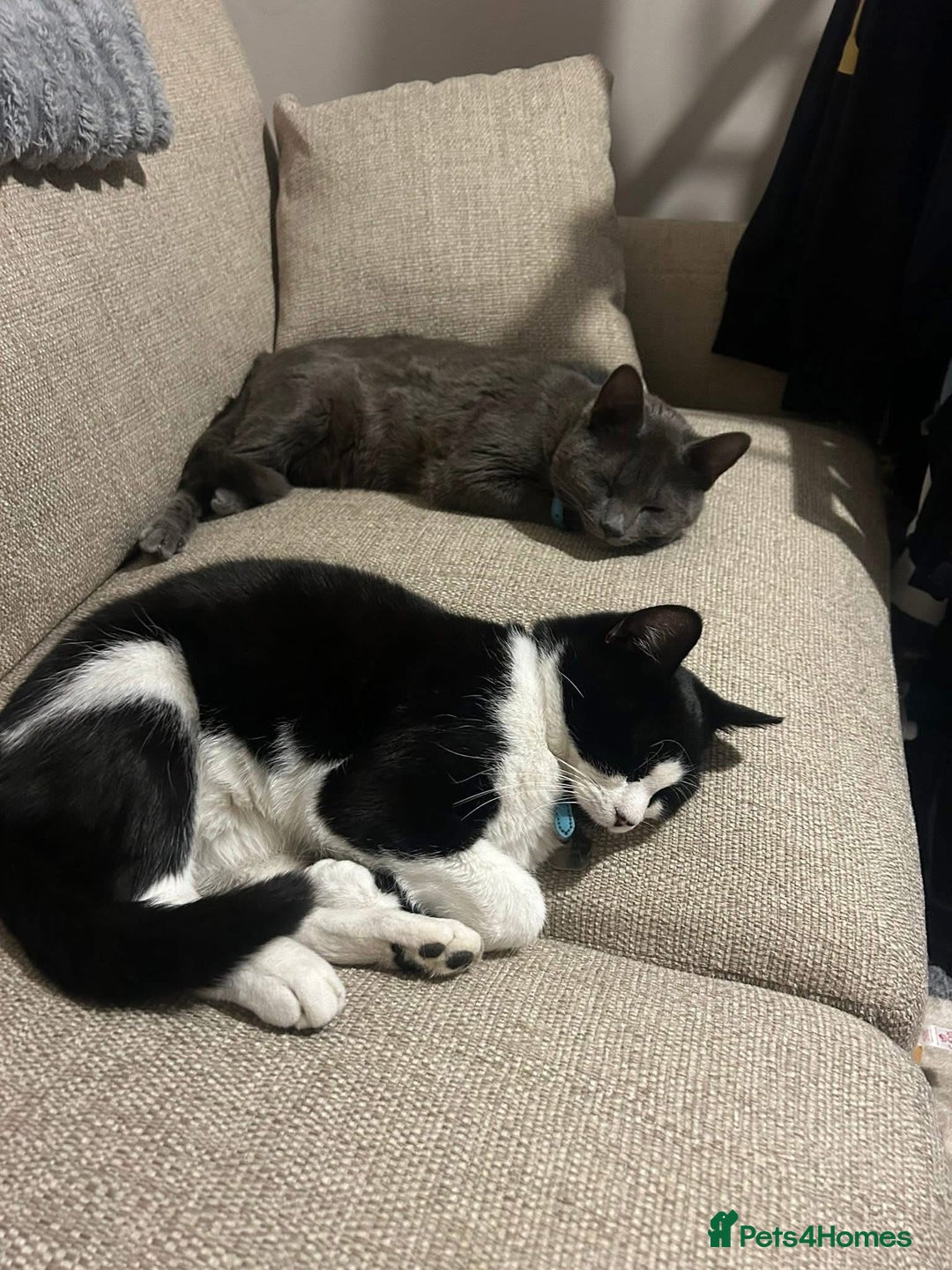 Domestic Shorthair cats for sale: 2 male cats. 16 months old brothers - Image 1