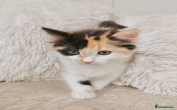 Mixed Breed cats for sale: Ragdoll X Maine Coon Kittens - Image 3
