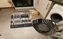 Maine Coon cats for sale: Gorgeous maine coon kittens - Image 16