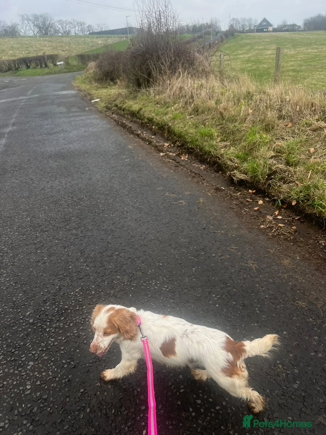 Cocker Spaniel dogs for sale: Female working cocker spaniel  - Advert 2