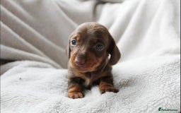 Miniature Dachshund dogs for sale: Sweet Chocolate miniature Dapples!! - Image 3