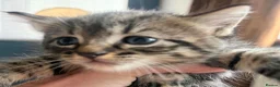 Mixed Breed cats for sale: Gorgeous Litter of 3 healthy vibrant kittens in Lancing - Advert 7