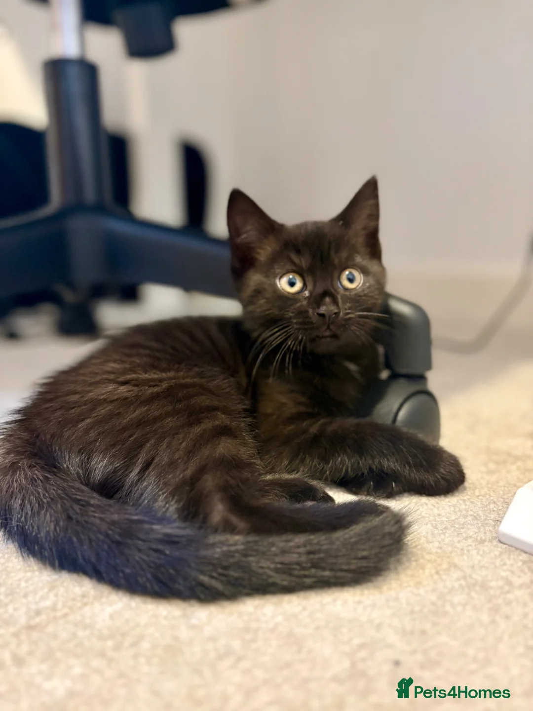 Mixed Breed cats for sale: British shorthair cross - Advert 2