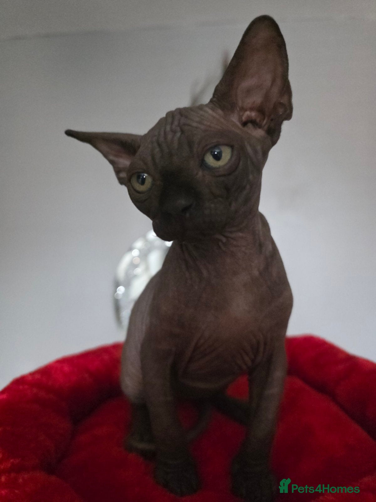 Sphynx cats FIFe registered Black stunning kittens - Advert 7