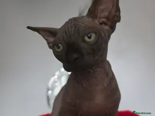 Sphynx cats FIFe registered Black stunning kittens - Advert 7