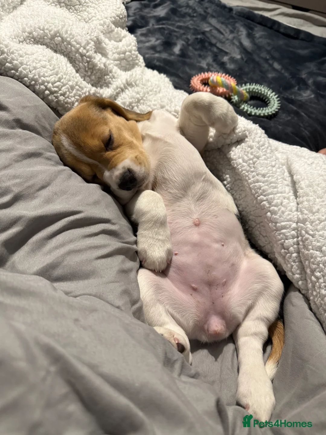 Beagle dogs for sale: 11 week, Beautiful beagle girl, available now  - Advert 8
