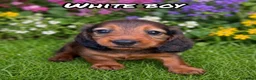 Dachshund dogs for sale: Longhaired Dachshunds small standardard - Advert 3