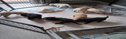 Labradoodle dogs for sale: Multi generation Standard labradoodles  - Advert 14