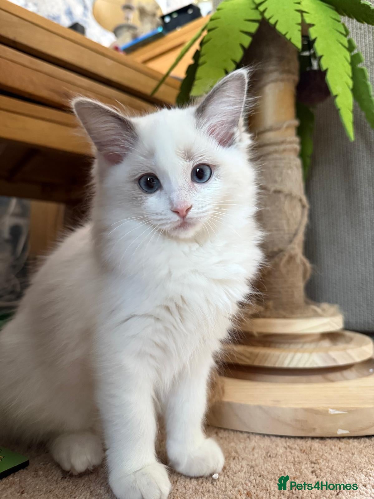 Ragdoll cats Ready now TICA Ragdoll Blue Bicolour girl - Advert 6