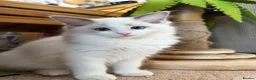 Ragdoll cats for sale: Ready now TICA Ragdoll Blue Bicolour girl - Advert 7
