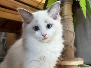 Ragdoll cats Ready now TICA Ragdoll Blue Bicolour girl - Advert 6