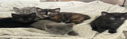 Mixed Breed cats for sale: 1 male and 4 female kittens  in Southampton - Advert 4