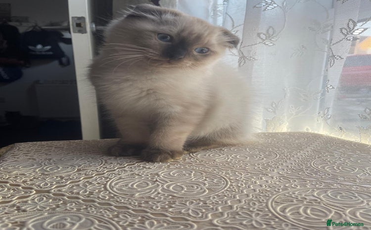 Ragdoll cats - Advert 12