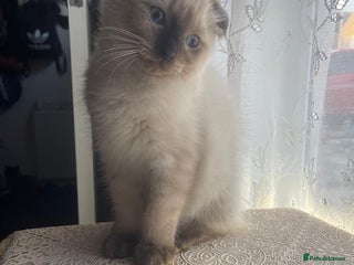 Ragdoll cats - Advert 30