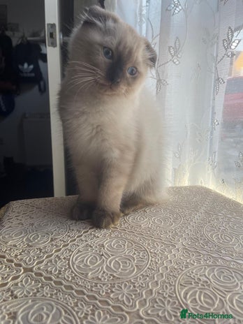 Ragdoll cats - Advert 12