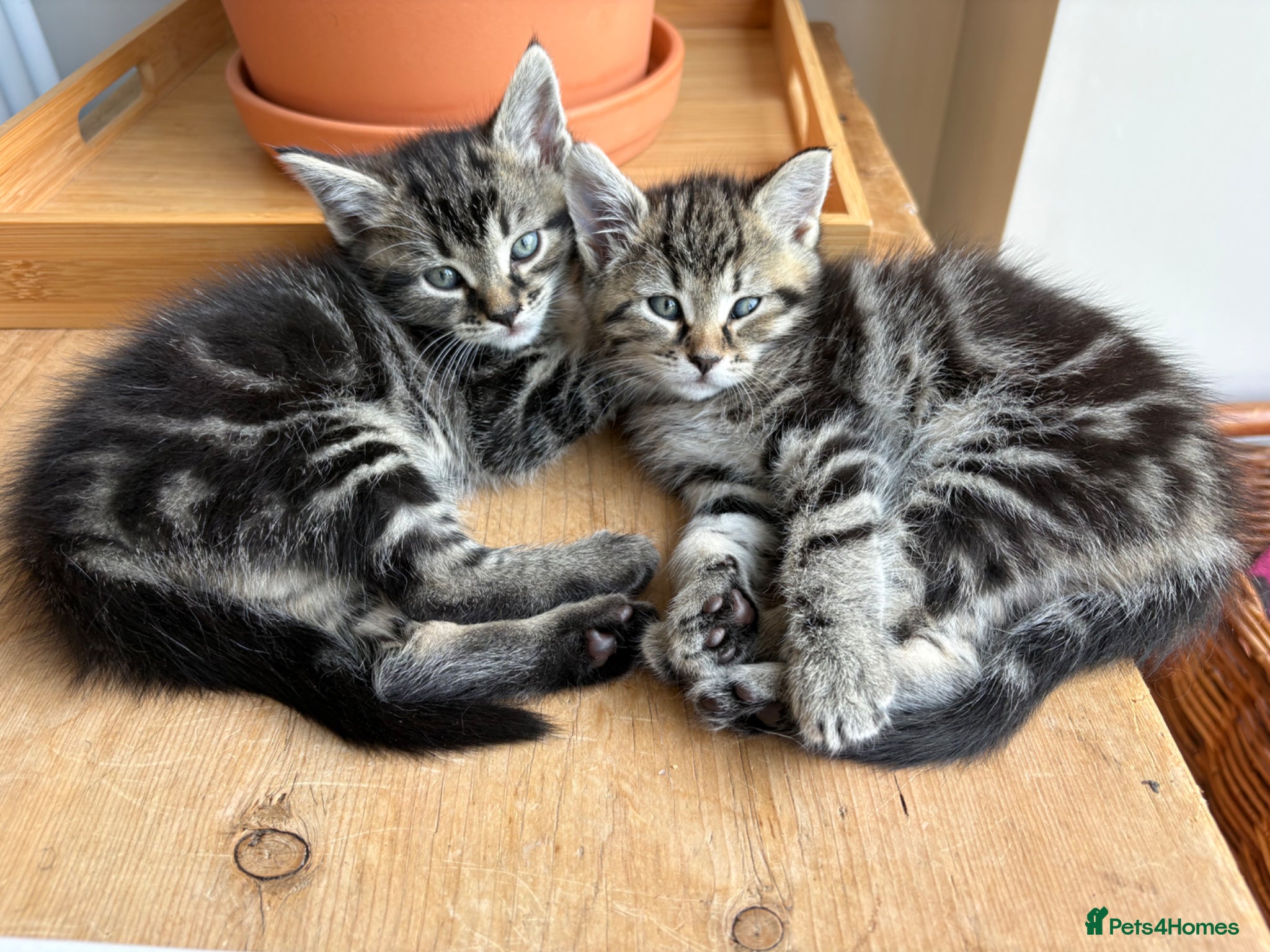 Maine Coon cats 1/2 Maine Coon Fluffy Tabby/Grey/Black Kitten - Advert 7