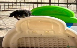 Cavapoo dogs for sale: Real Life Teddy Bears, Cavapoo babies  - Image 22