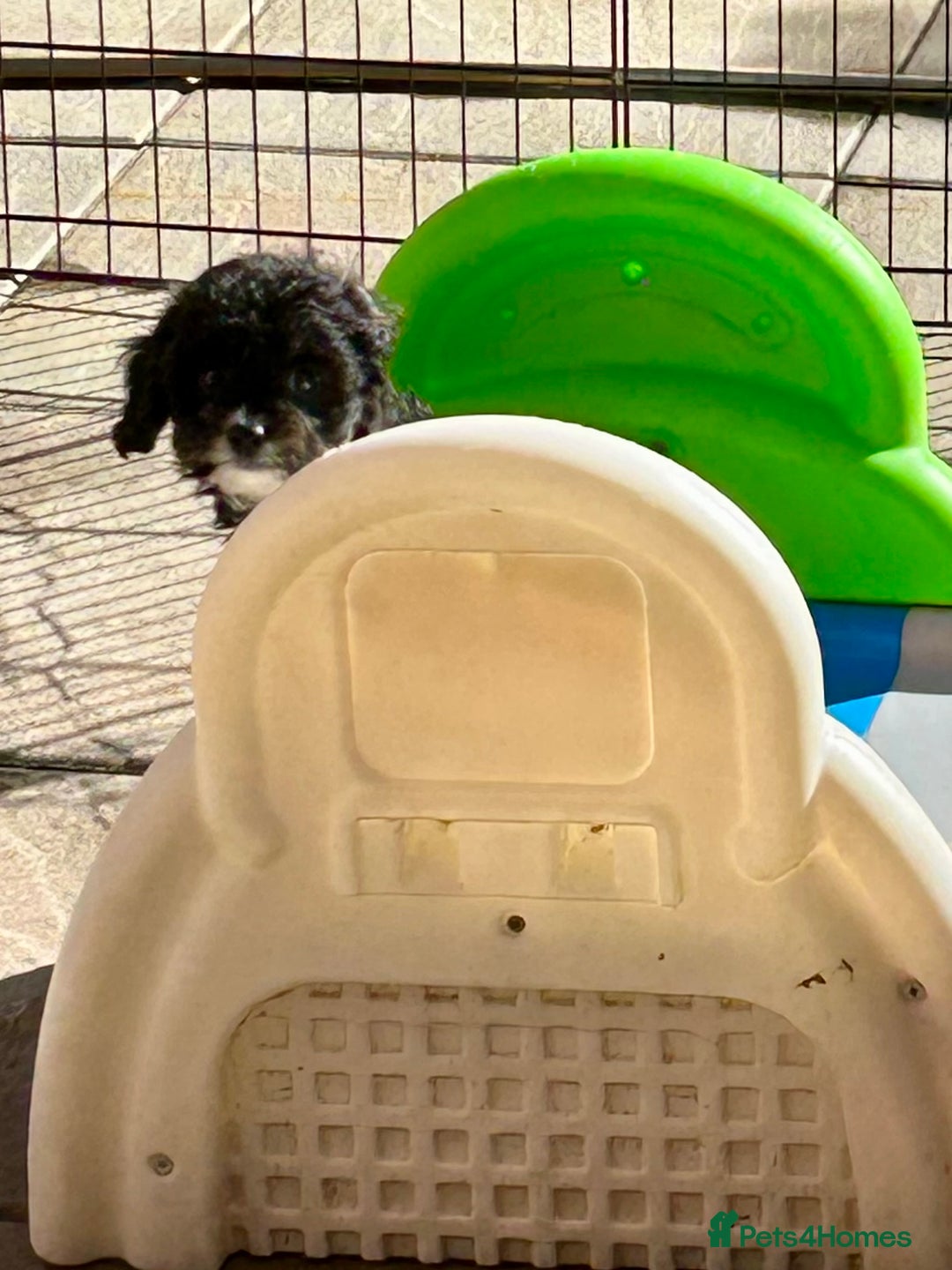 Cavapoo dogs for sale: Real Life Teddy Bears, Cavapoo babies  - Image 22