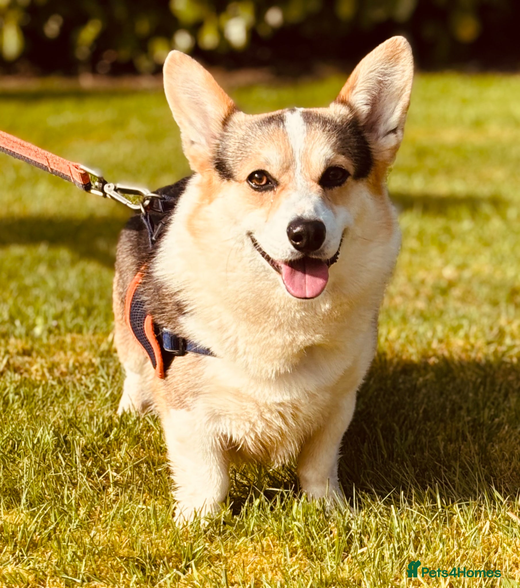 Welsh Corgi Pembroke dogs for sale: Quality Pedigree Tri colour puppies - Advert 2