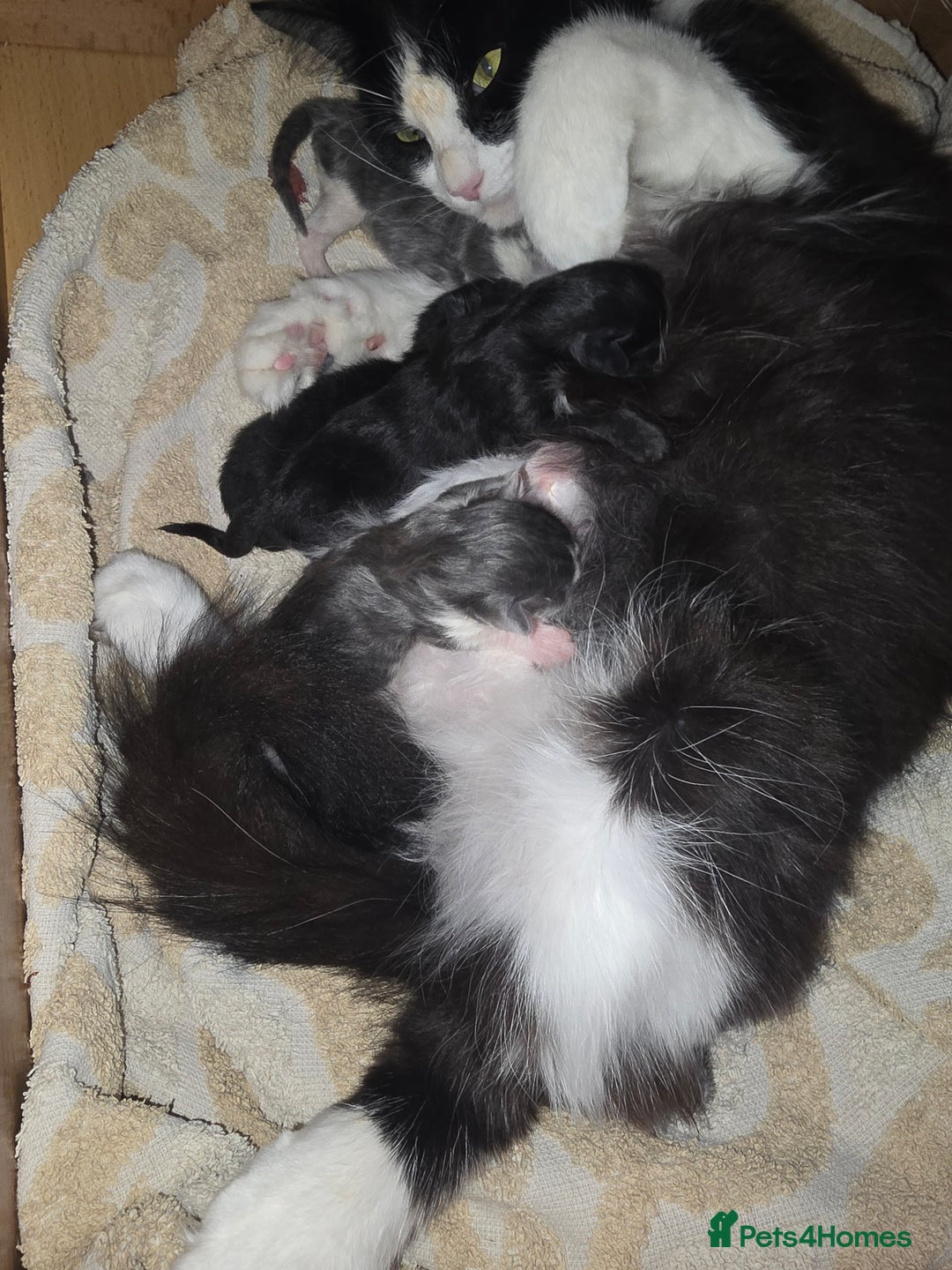 Mixed Breed cats for sale: Must be viewed stunning kittens - Image 5