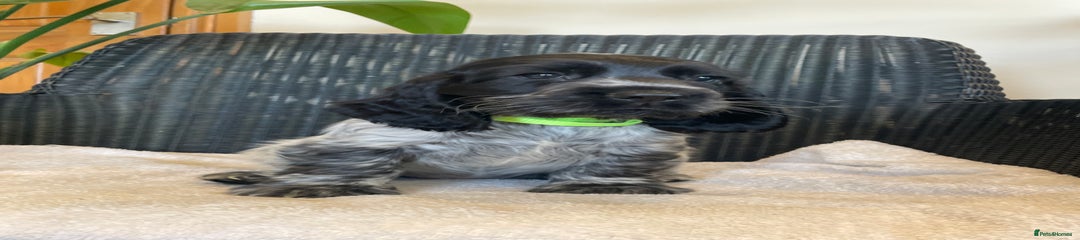 Bright Green Collar