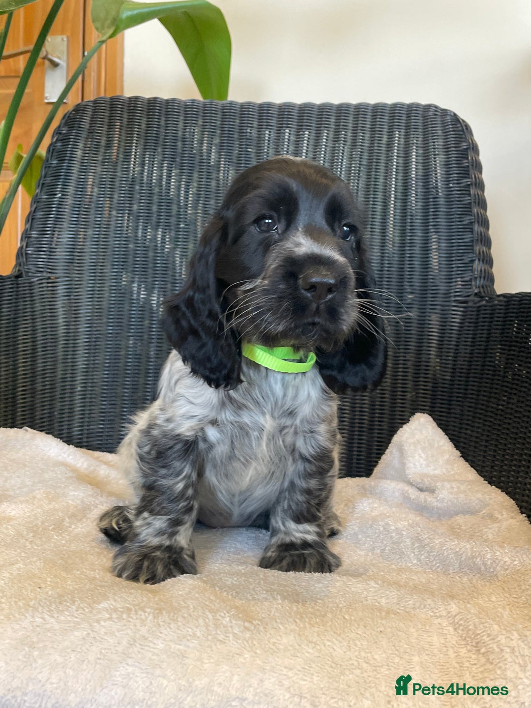 Cocker Spaniel dogs for sale: KC registered Show Type Cocker Spaniel Pups - Image 6