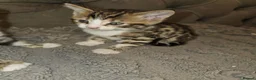 Bengal cats for sale: - Bengal Cross Kittens — Ready for New Homes in Chesham - Advert 5